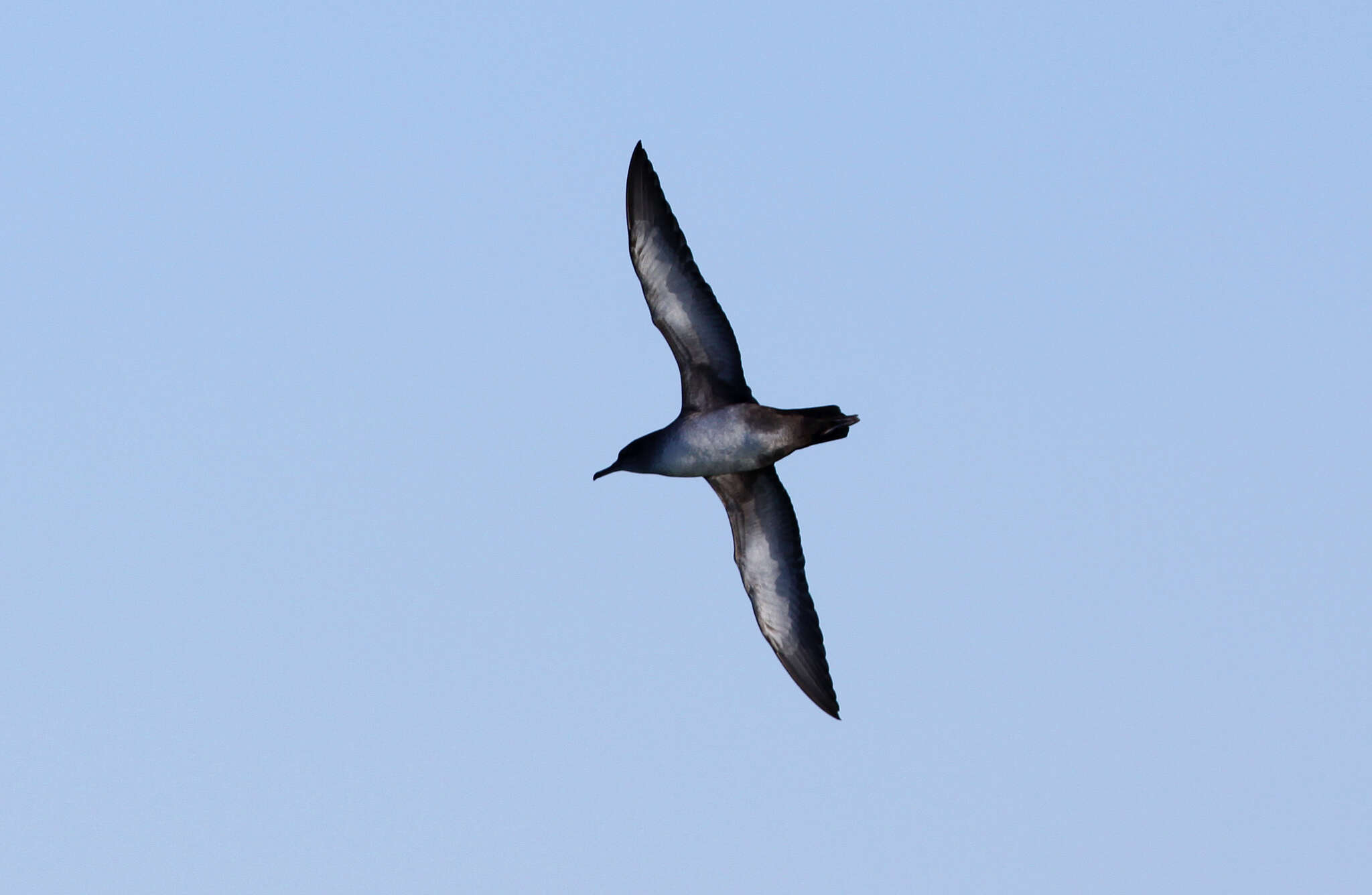 Image of Balearic Shearwater