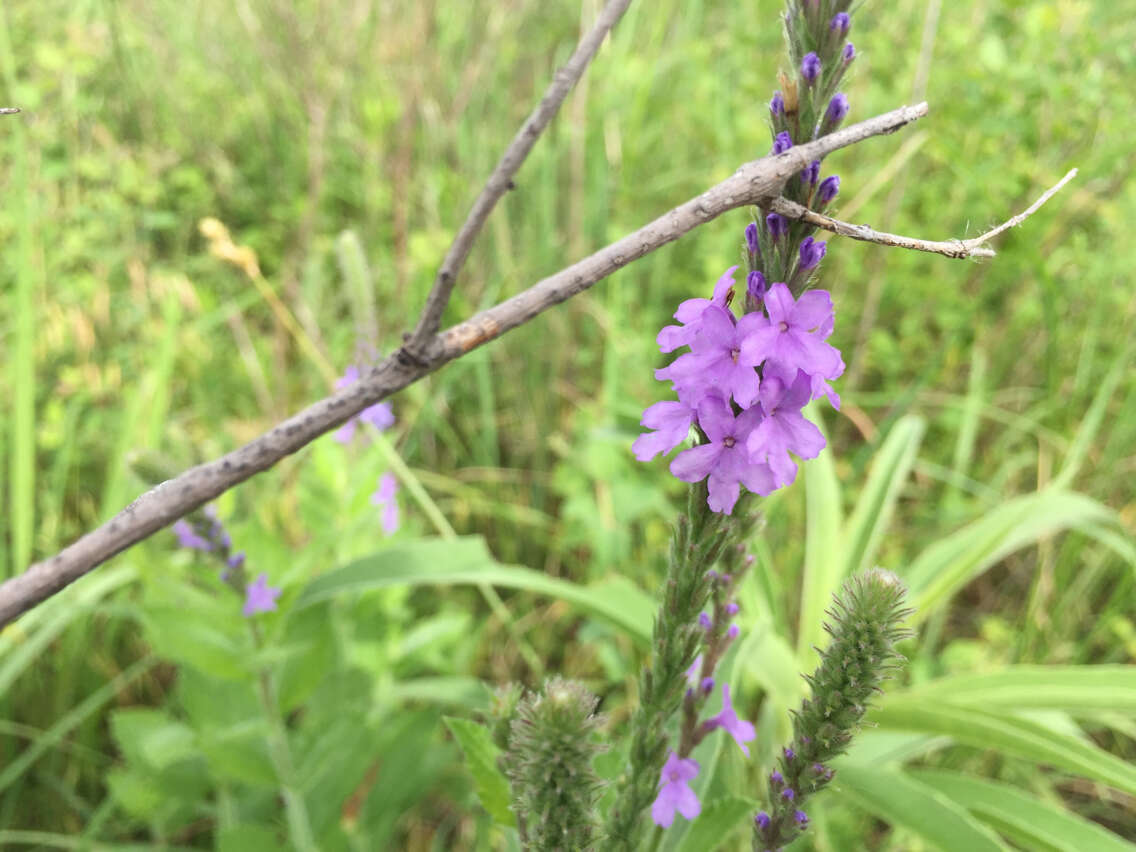 Image de Verbena stricta Vent.