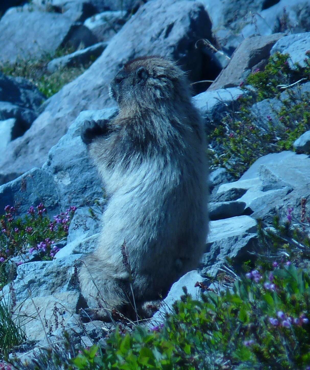 Image of Marmota subgen. Petromarmota Steppan et al. 1999