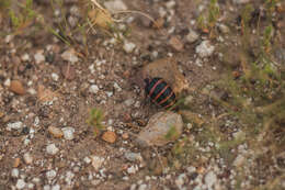 Image of Megetra punctata Selander 1965