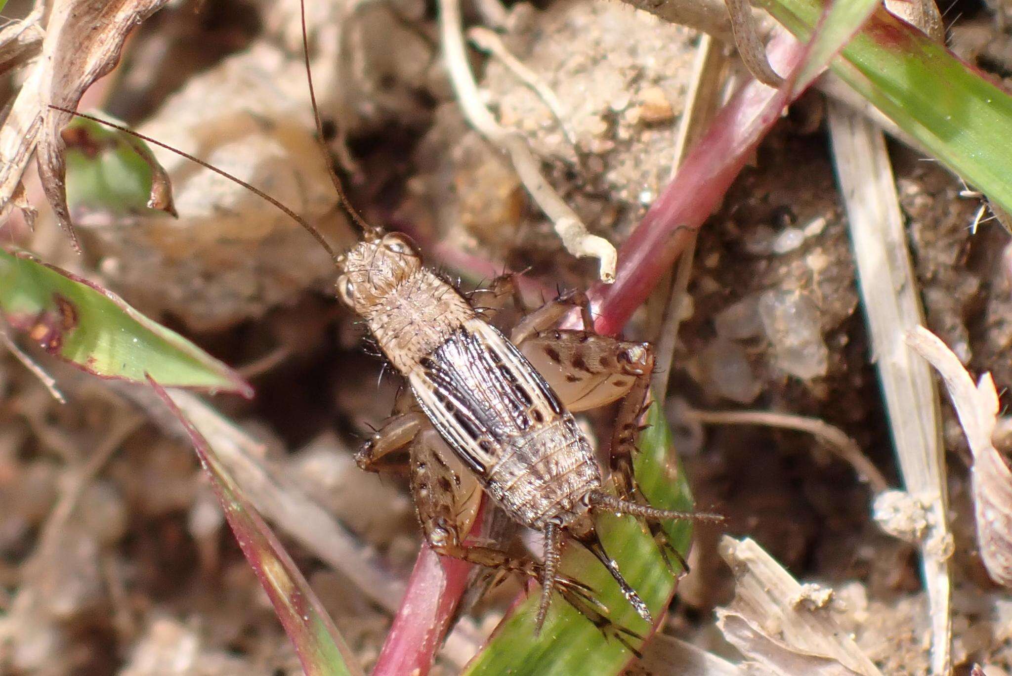 Слика од Polionemobius taprobanensis (Walker & F. 1869)