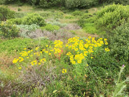 Euphorbia oblongata Griseb. resmi