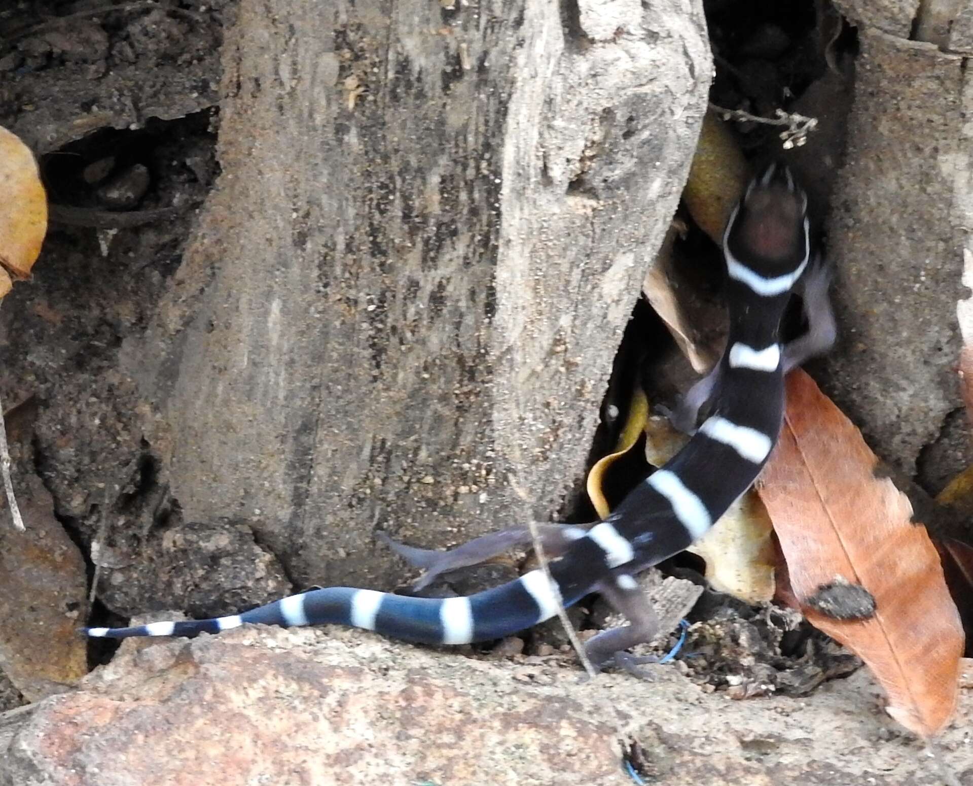 Image of Black Banded Gecko