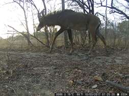 Image of Roan Antelope