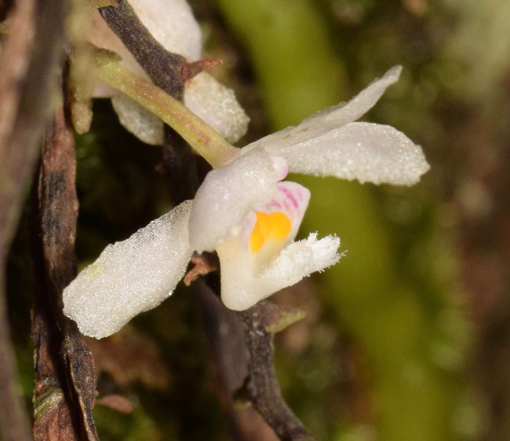 Image of Myrtle bells