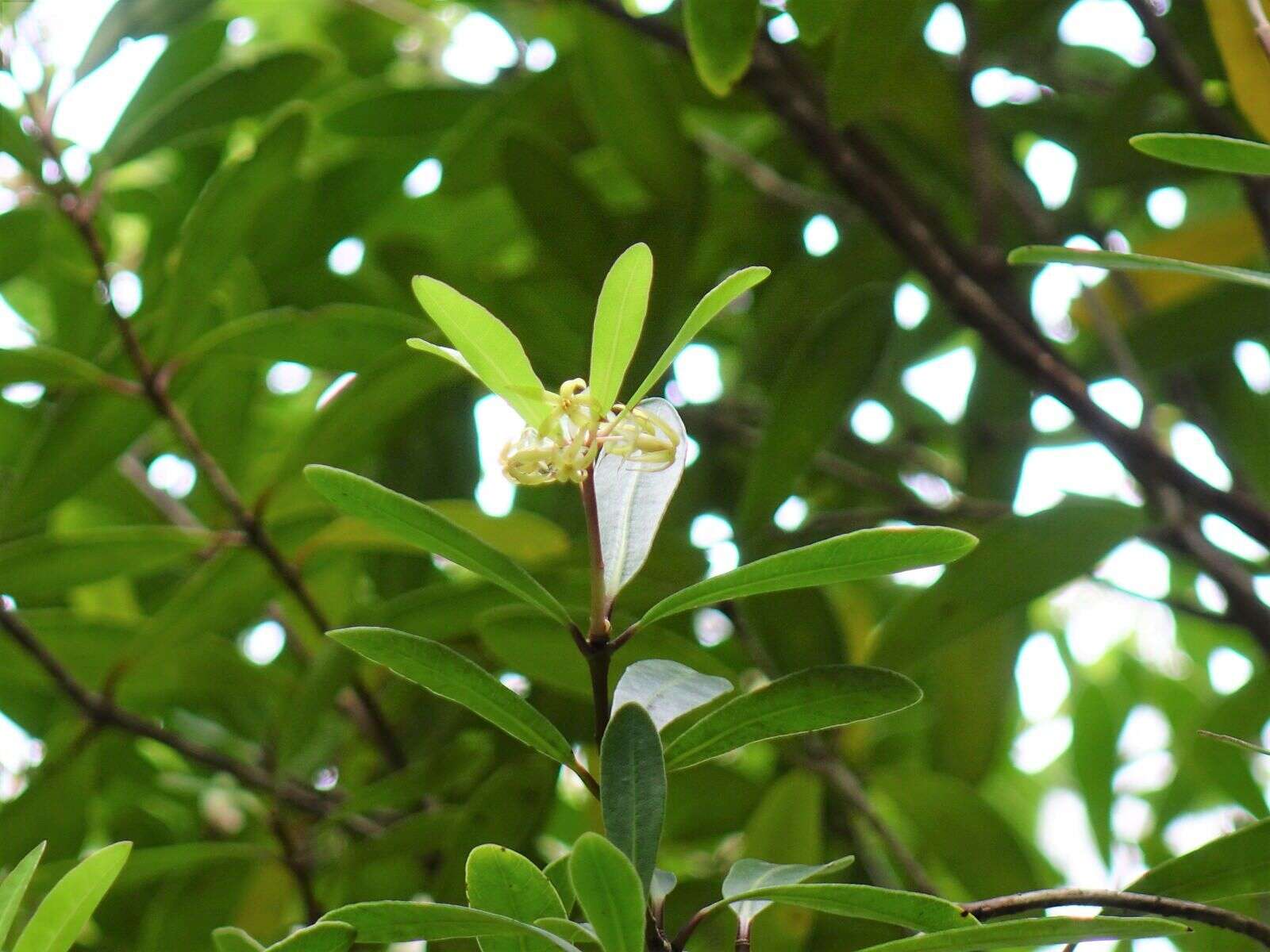 Image of Pittosporum kirkii Hook. fil. ex T. Kirk