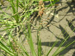 Plancia ëd Fimbristylis littoralis Gaudich.