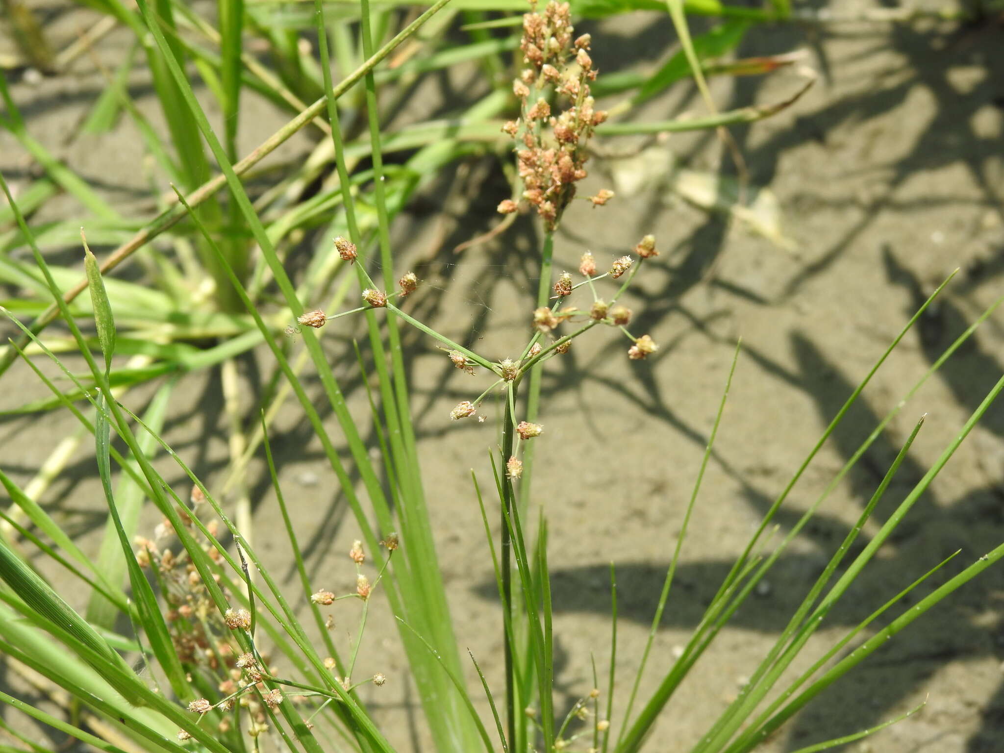 Plancia ëd Fimbristylis littoralis Gaudich.