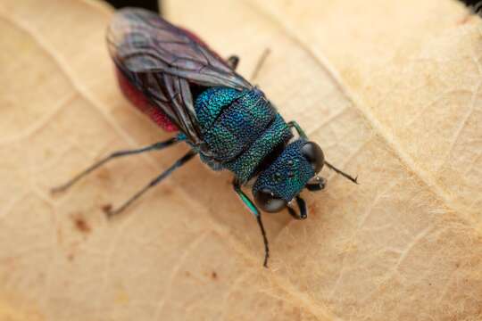 Image of <i>Chrysis mysticalis</i> Linsenmaier 1959