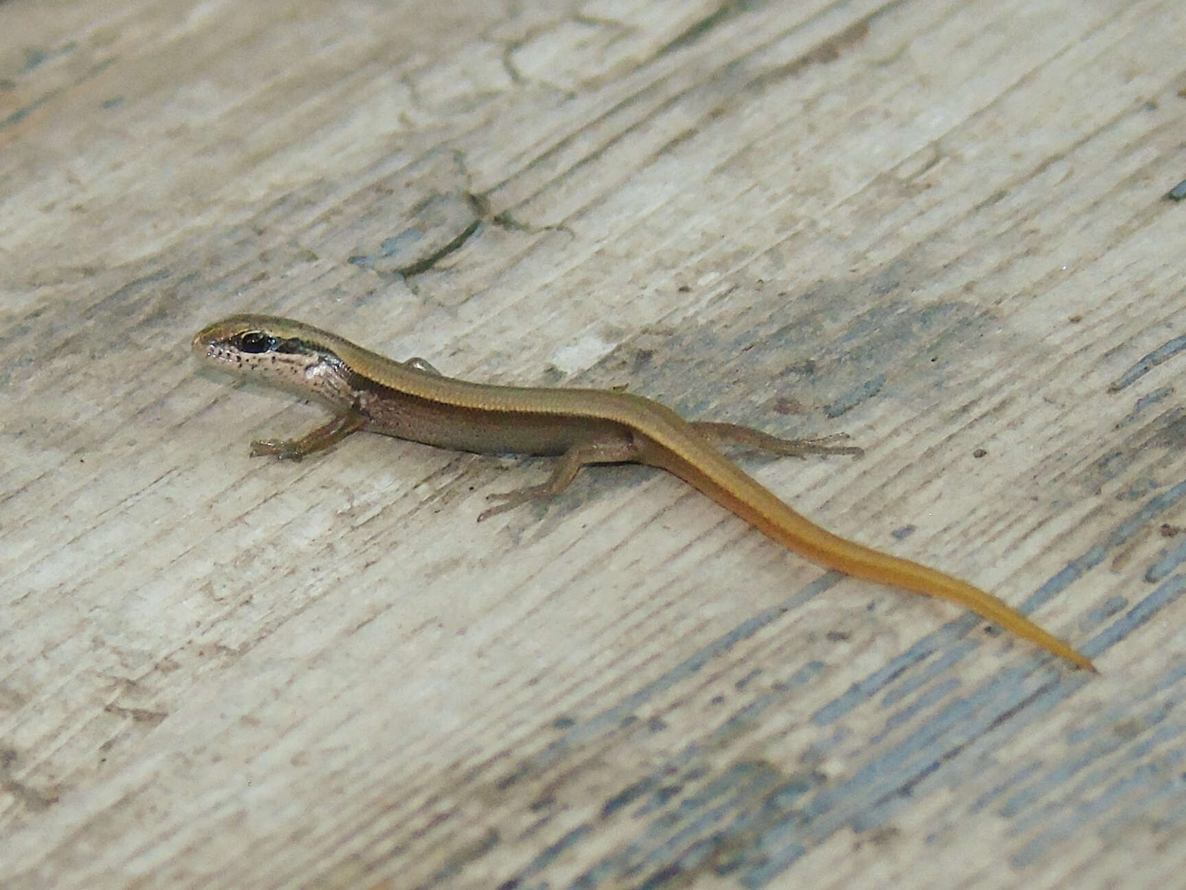 Image of Desert Lidless Skink