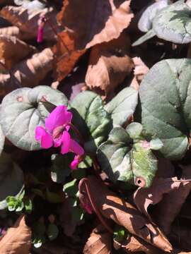 Image de Cyclamen coum subsp. caucasicum (C. Koch) O. Schwarz