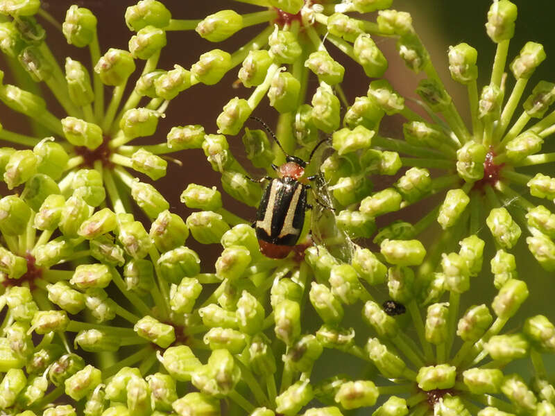 Image of Lebia (Lebia) securigera (Chaudoir 1871)