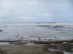 Image of African Black Oystercatcher