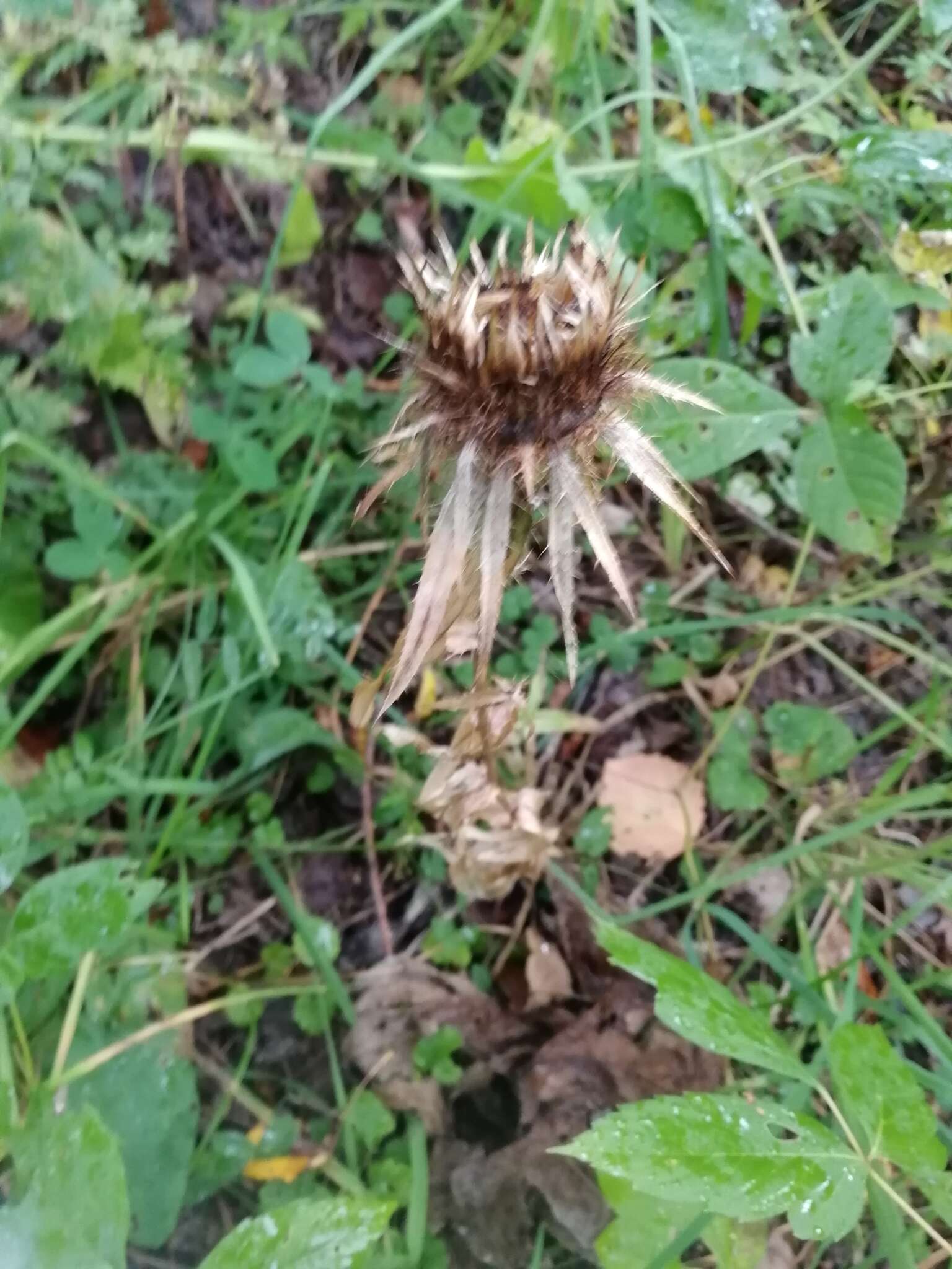 Image of Carlina biebersteinii Bernh. ex Hornem.