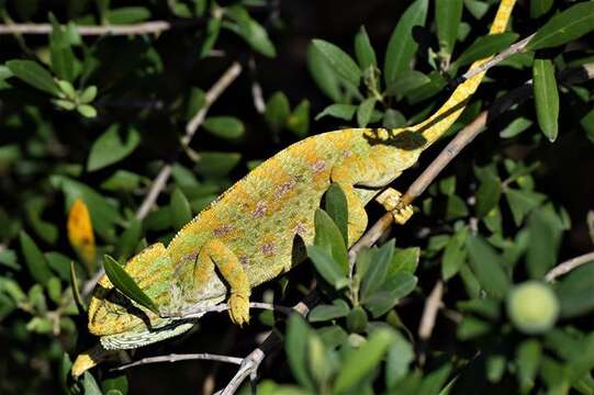 Image de Chamaeleo chamaeleon chamaeleon (Linnaeus 1758)