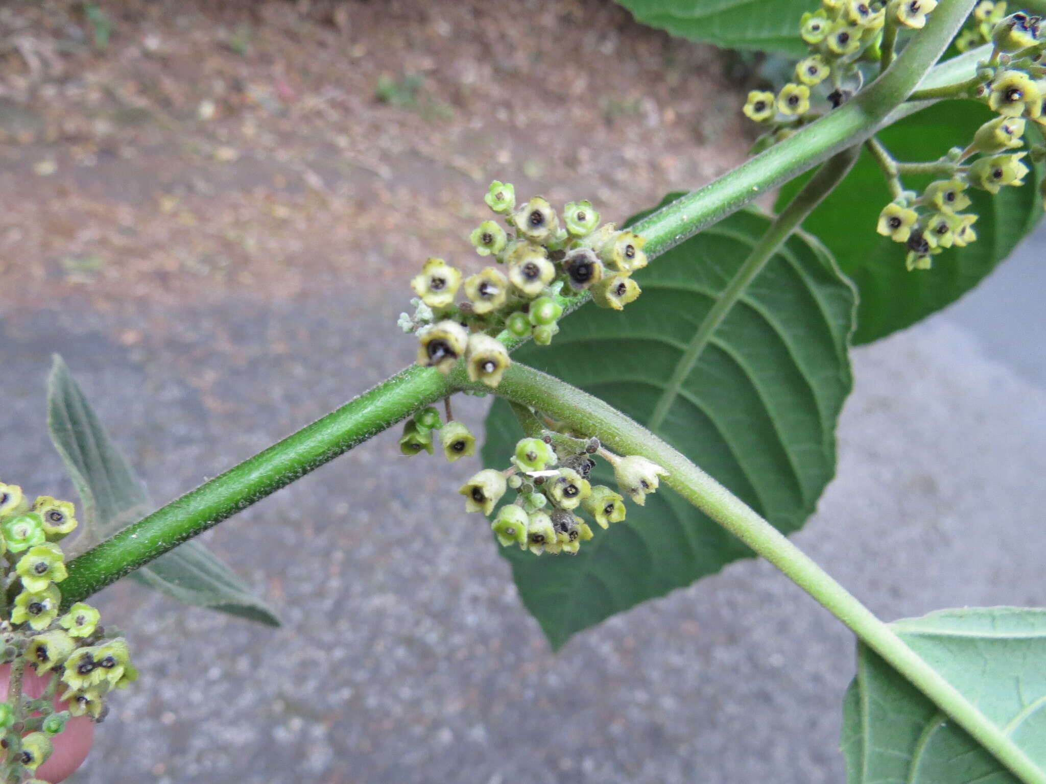 Image of Siparuna brasiliensis (Spreng.) A. DC.