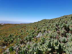 Plancia ëd Protea grandiceps Tratt.