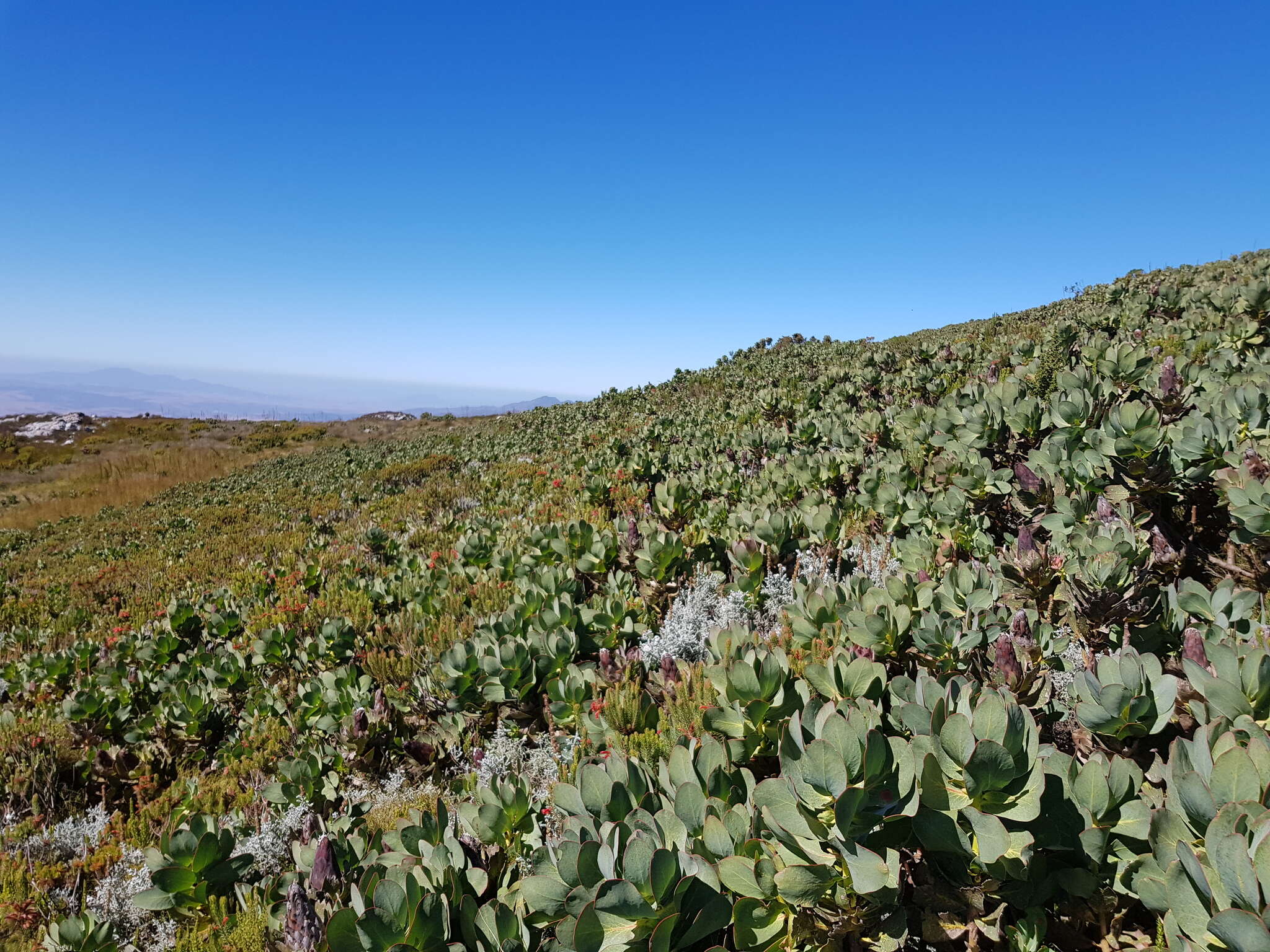 Plancia ëd Protea grandiceps Tratt.