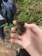 Image of Banksia seminuda (A. S. George) B. L. Rye