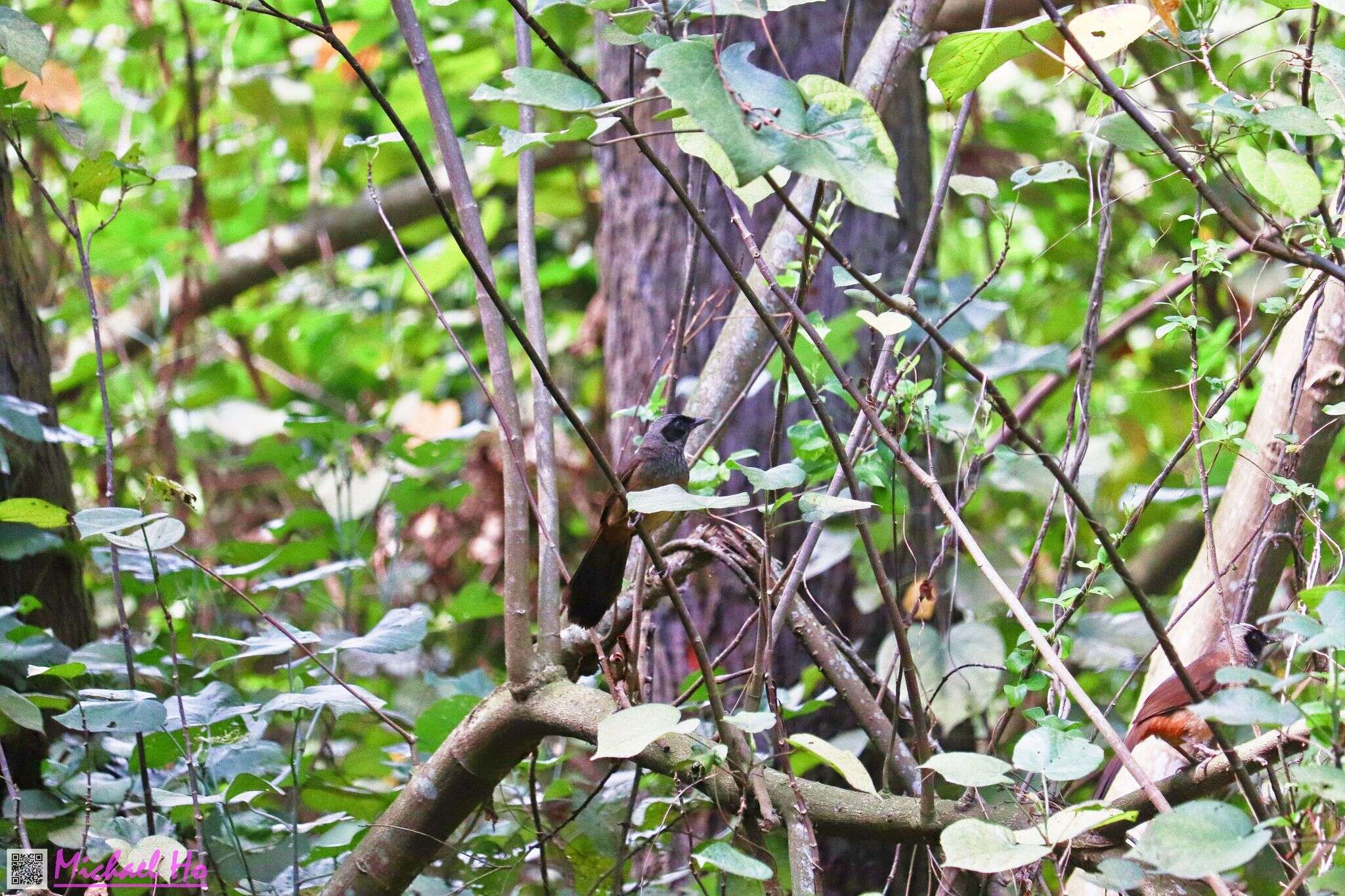 Image of Masked Laughingthrush