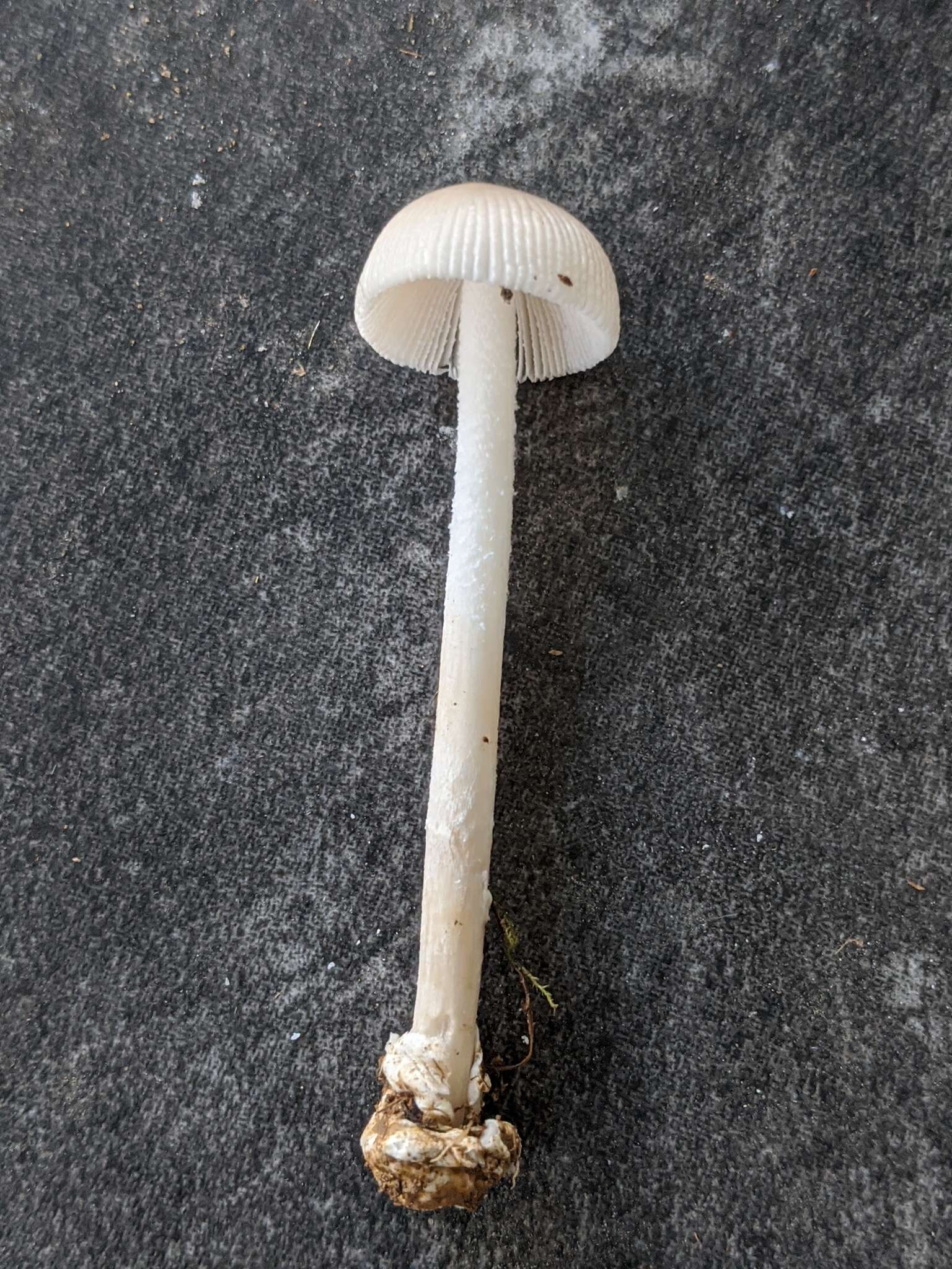 Image of Amanita virginiana (Murrill) Sacc. & Trotter 1925