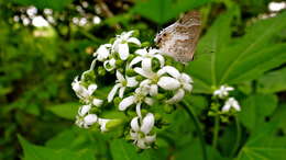 Image of White Scrub-Hairstreak