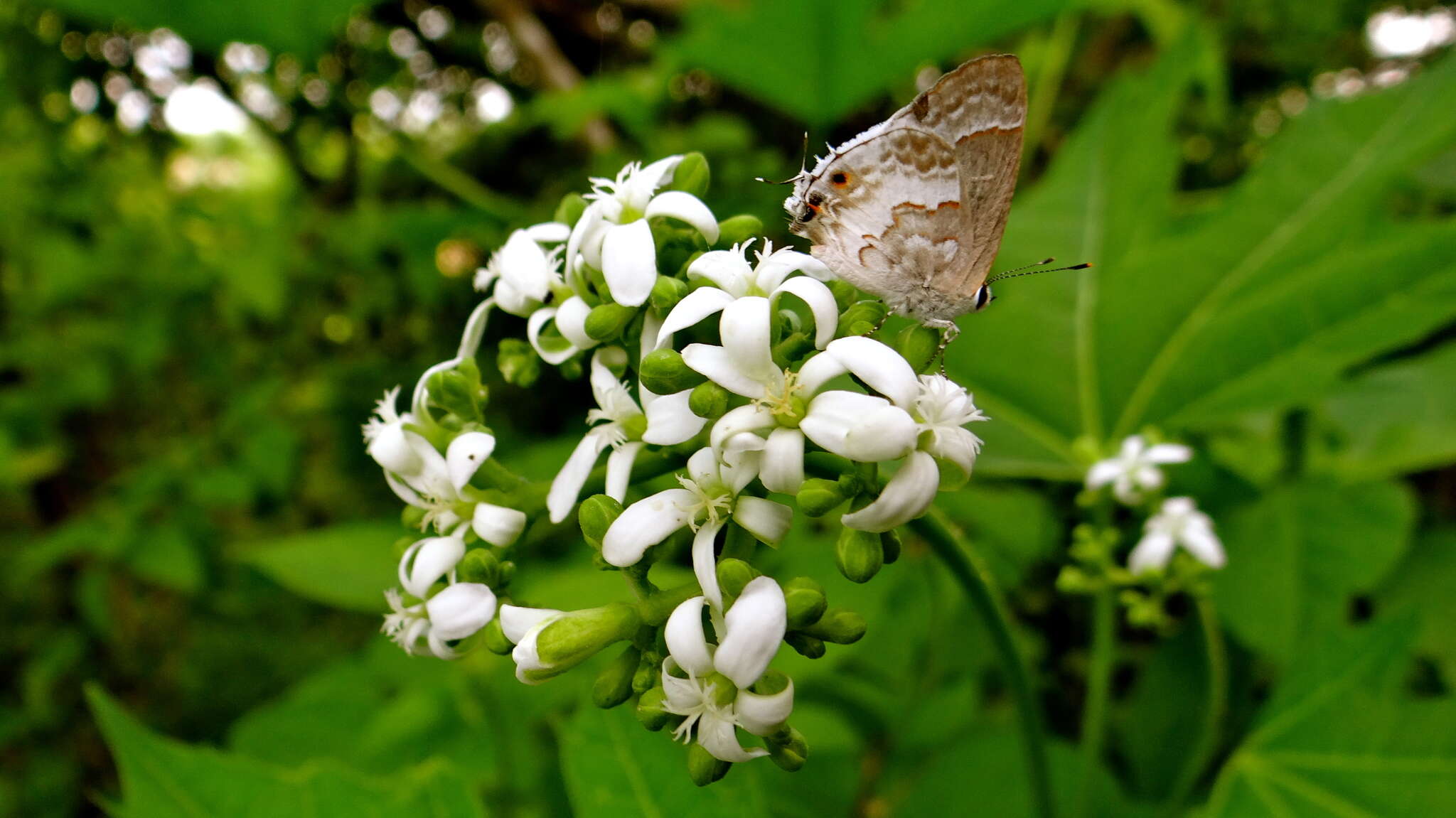 Image of White Scrub-Hairstreak