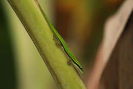 Plancia ëd Phelsuma nigristriata Meier 1984