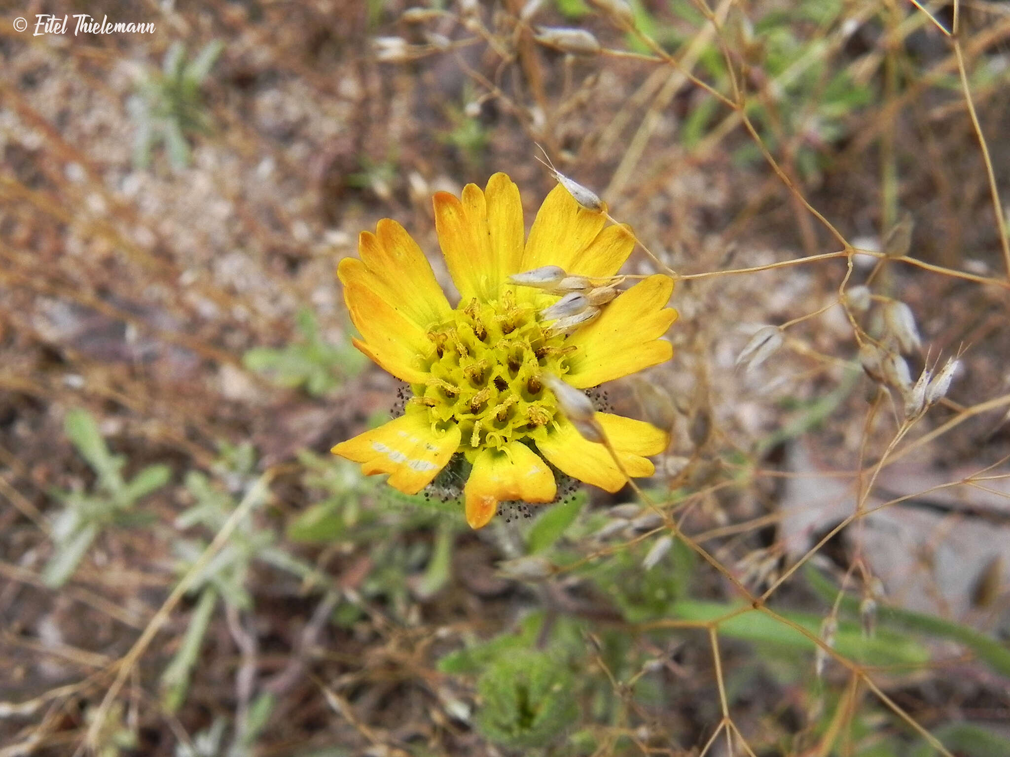 Image of Madia chilensis (Nutt.) Reiche