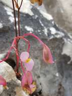 Image of Begonia antsiranensis Aymonin & Bosser