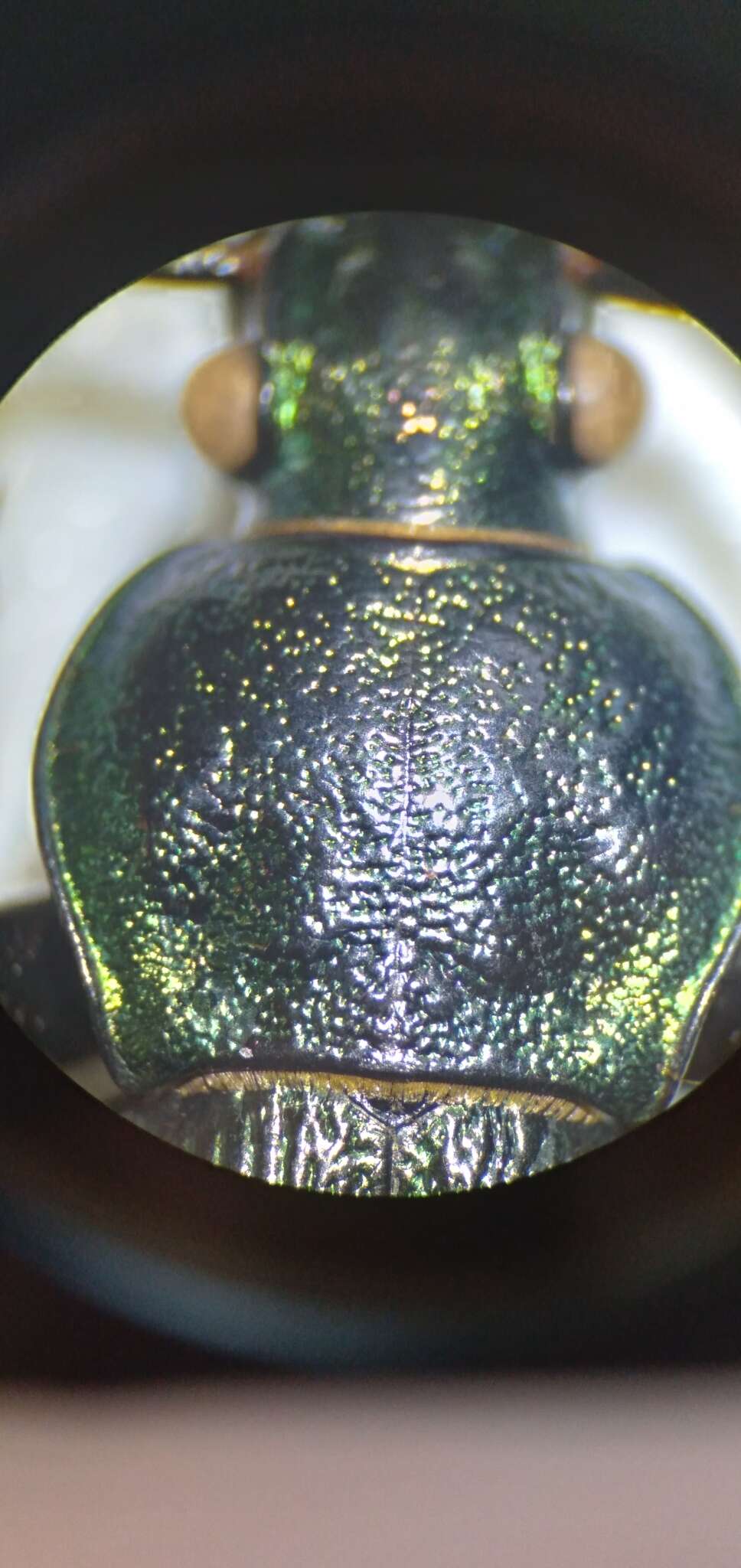 Image of Carabus (Ohomopterus) insulicola kantoensis Ishikawa & Ujiie 2000