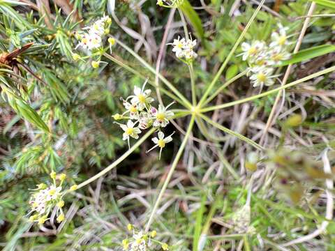 Image of Pimpinella niitakayamensis Hayata