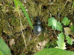 Image of Carabus (Procerus) gigas Creutzer 1799