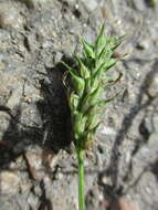 Plancia ëd Trigonella procumbens (Besser) Rchb.