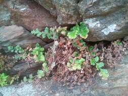 Image of Asplenium subglandulosum (Hook. & Grev.) Salvo, Prada & T. E. Diaz