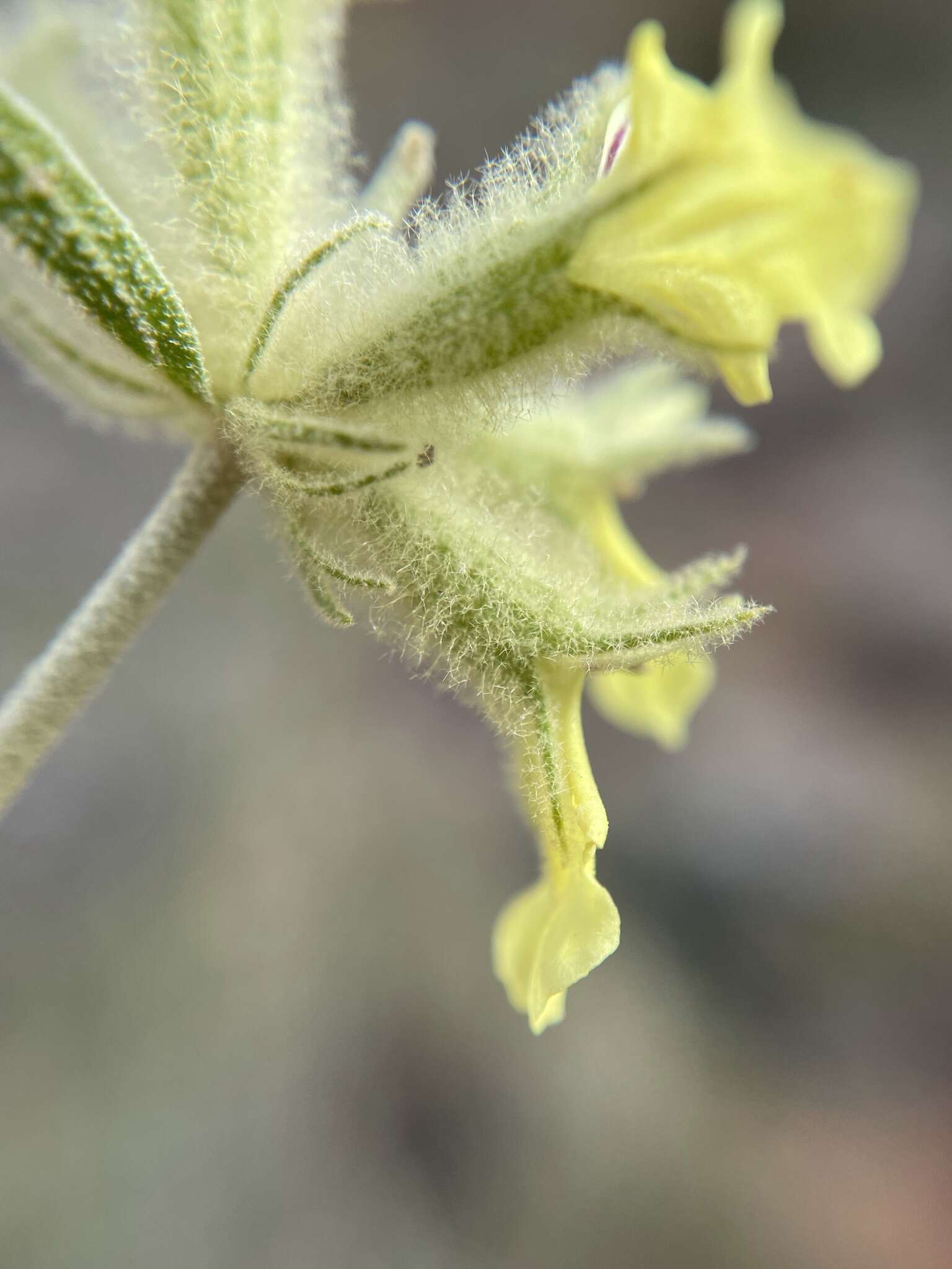 Stachys aurea Benth. resmi