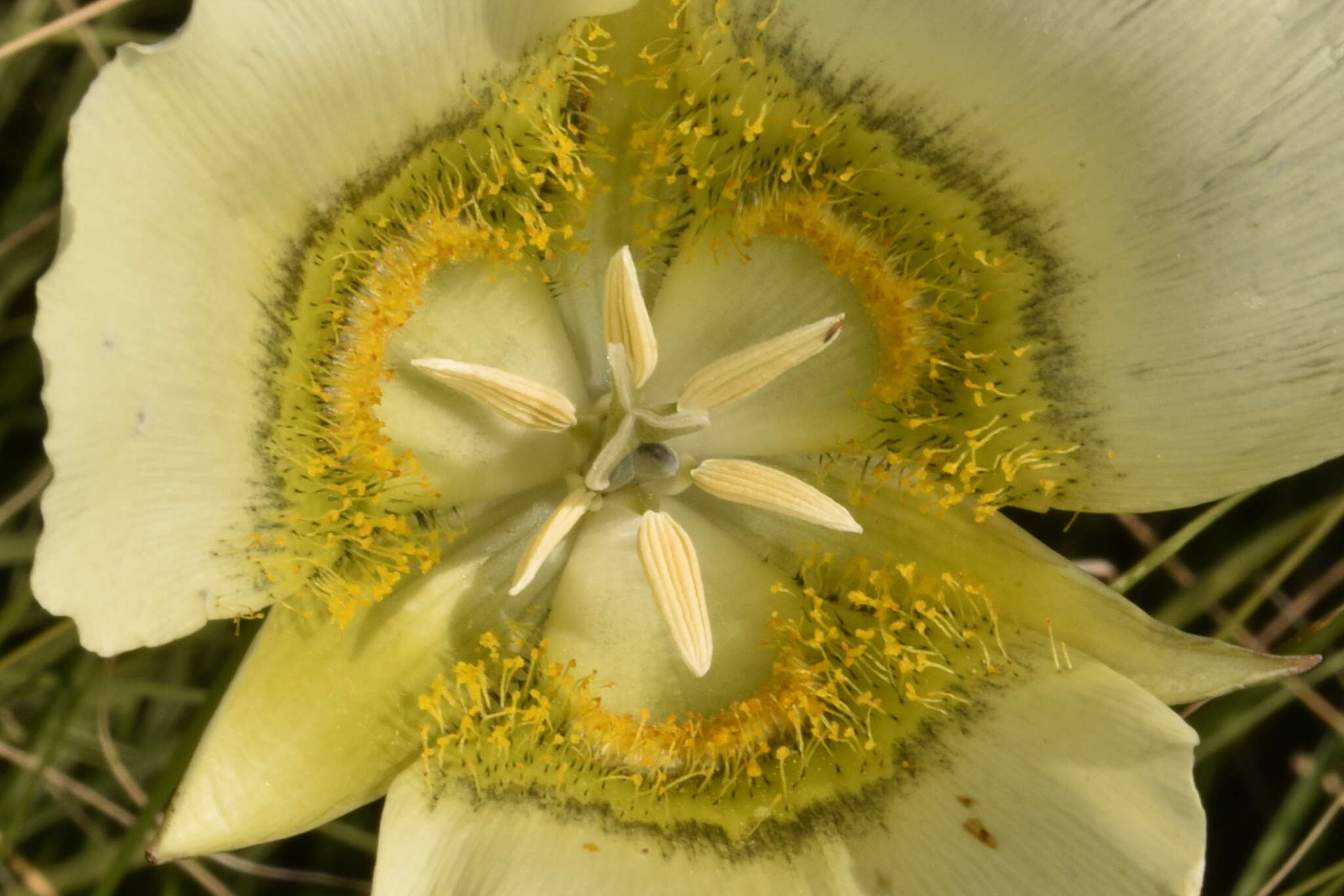 Calochortus gunnisonii var. perpulcher Cockerell resmi