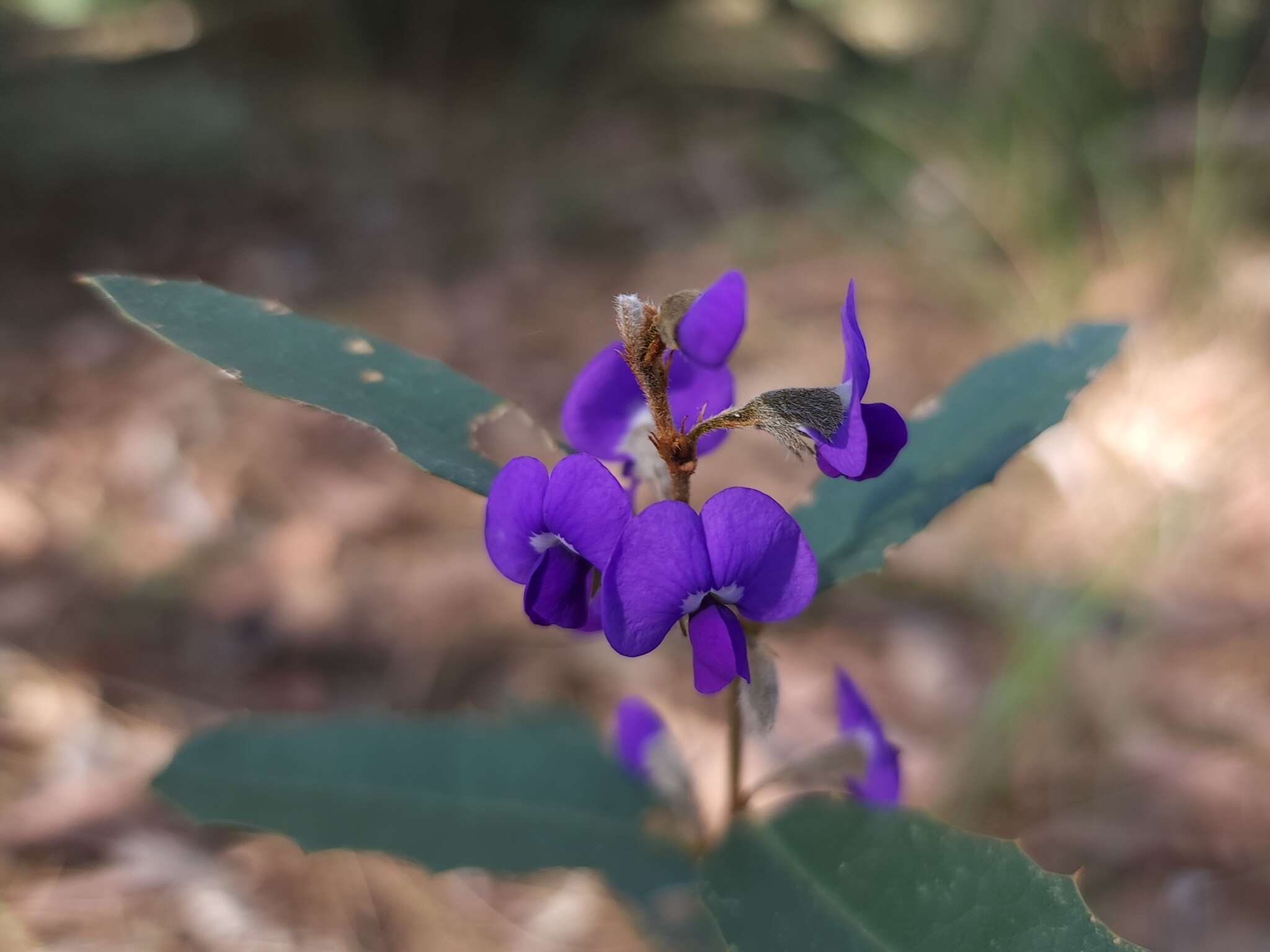 Image of Holly-leaved Hovea