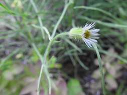 Image of swamp boreal-daisy