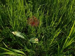 Image of Turkestan onion