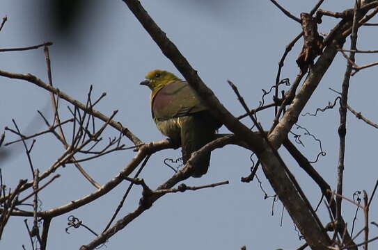 Image of Wedge-tailed Pigeon