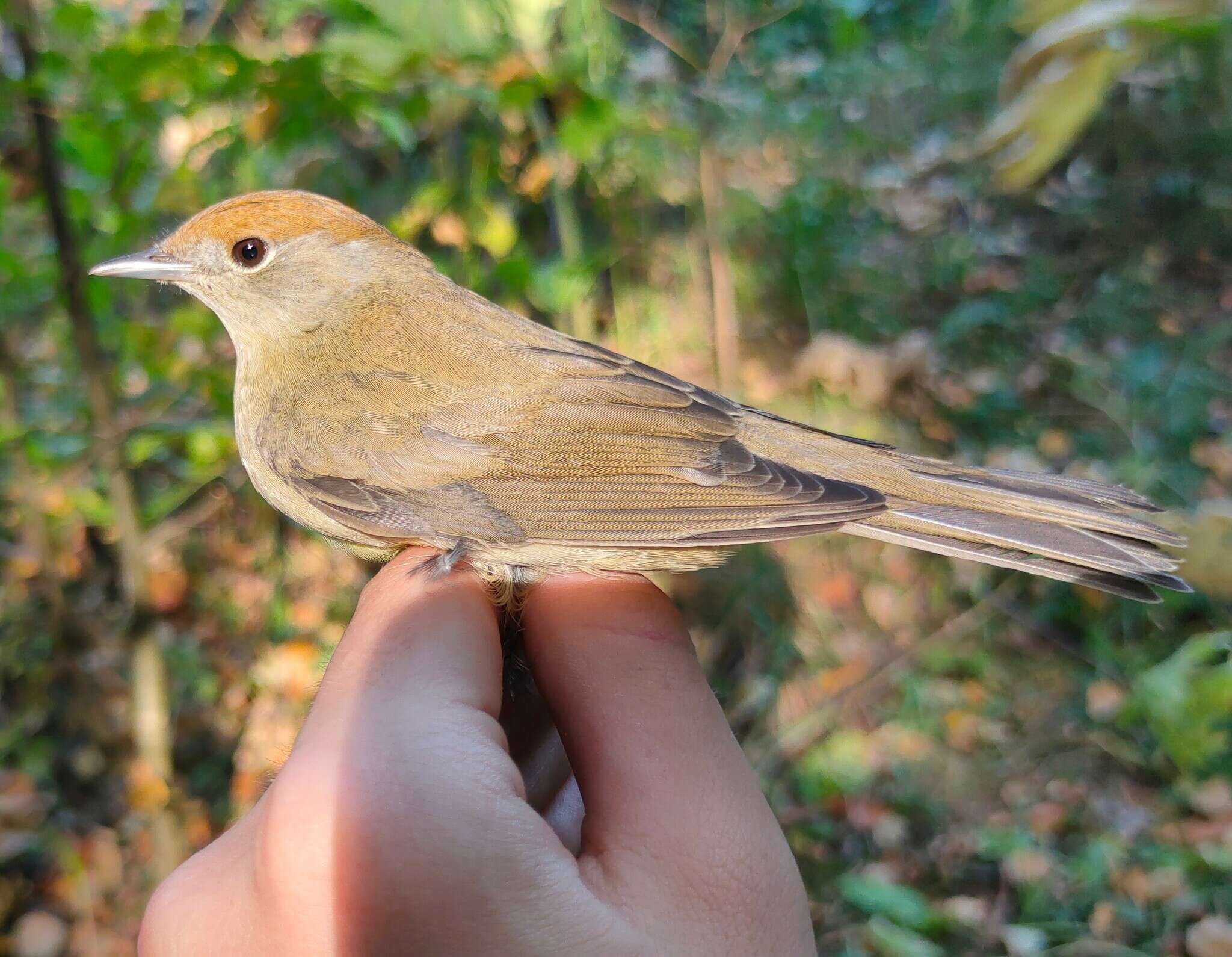 Imagem de Sylvia atricapilla atricapilla (Linnaeus 1758)