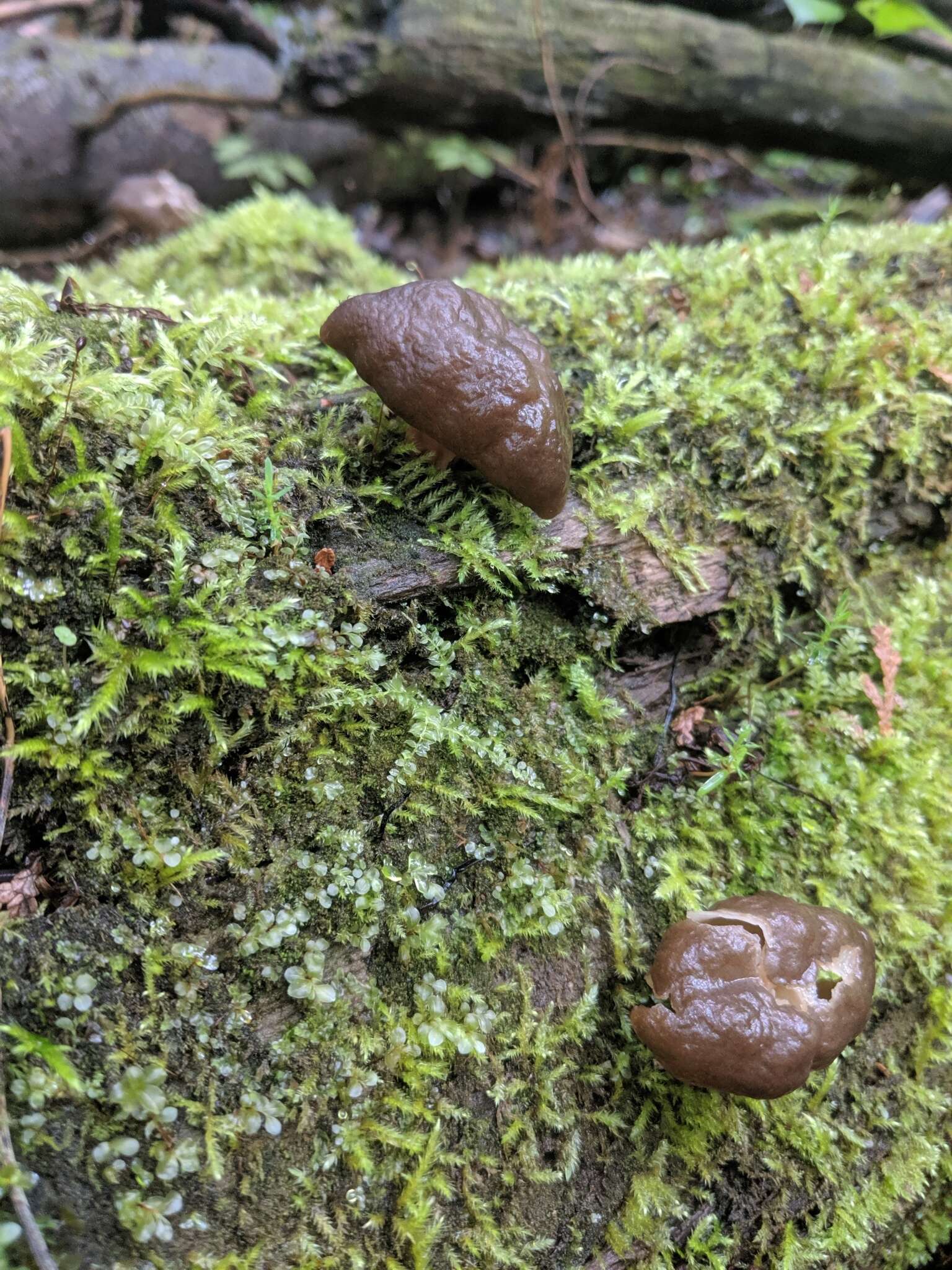 Image of Gyromitra sphaerospora (Peck) Sacc. 1889