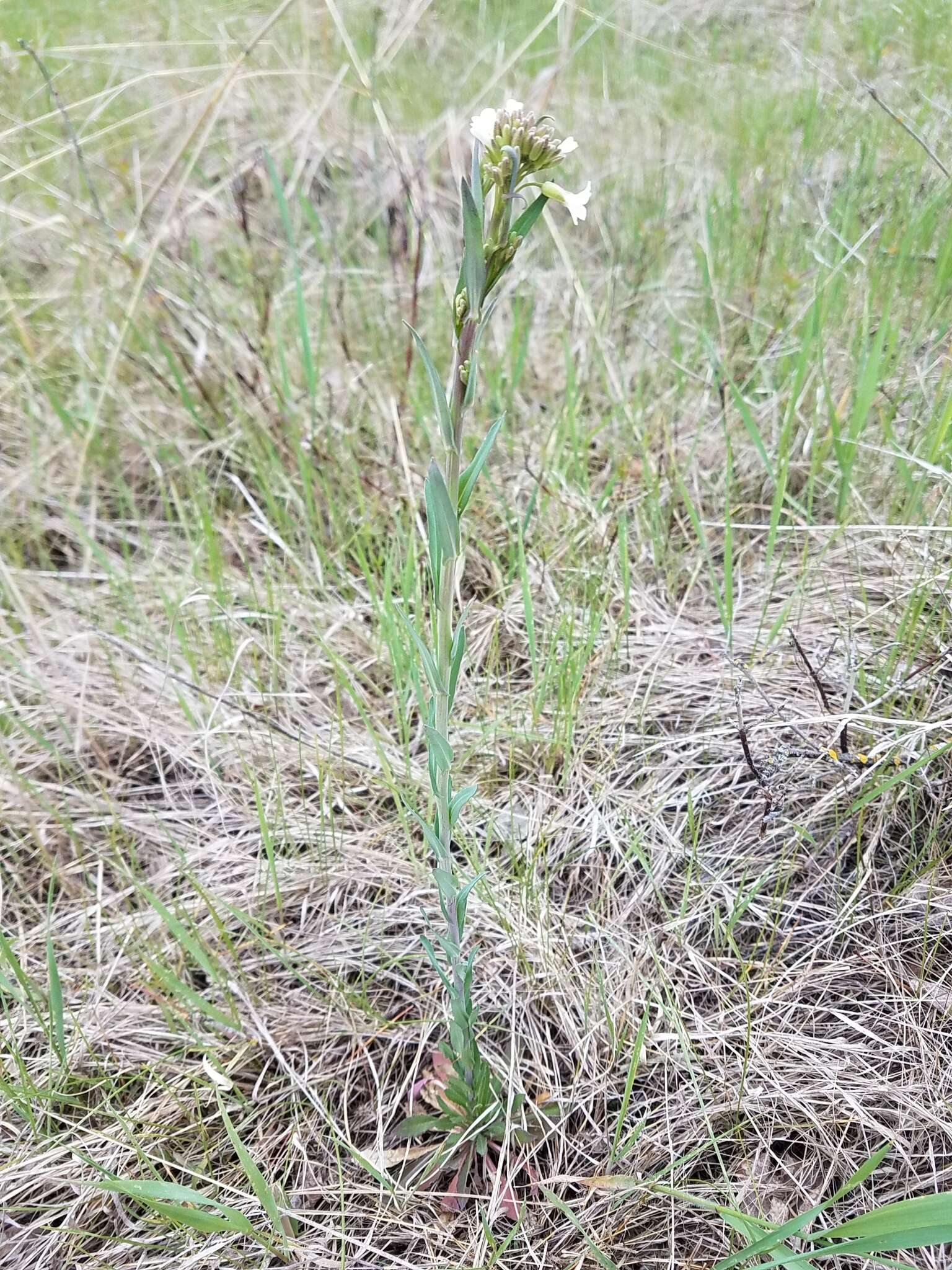 Image of Boivin's Rockcress