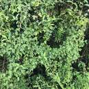Sivun Vitis ficifolia Bunge kuva