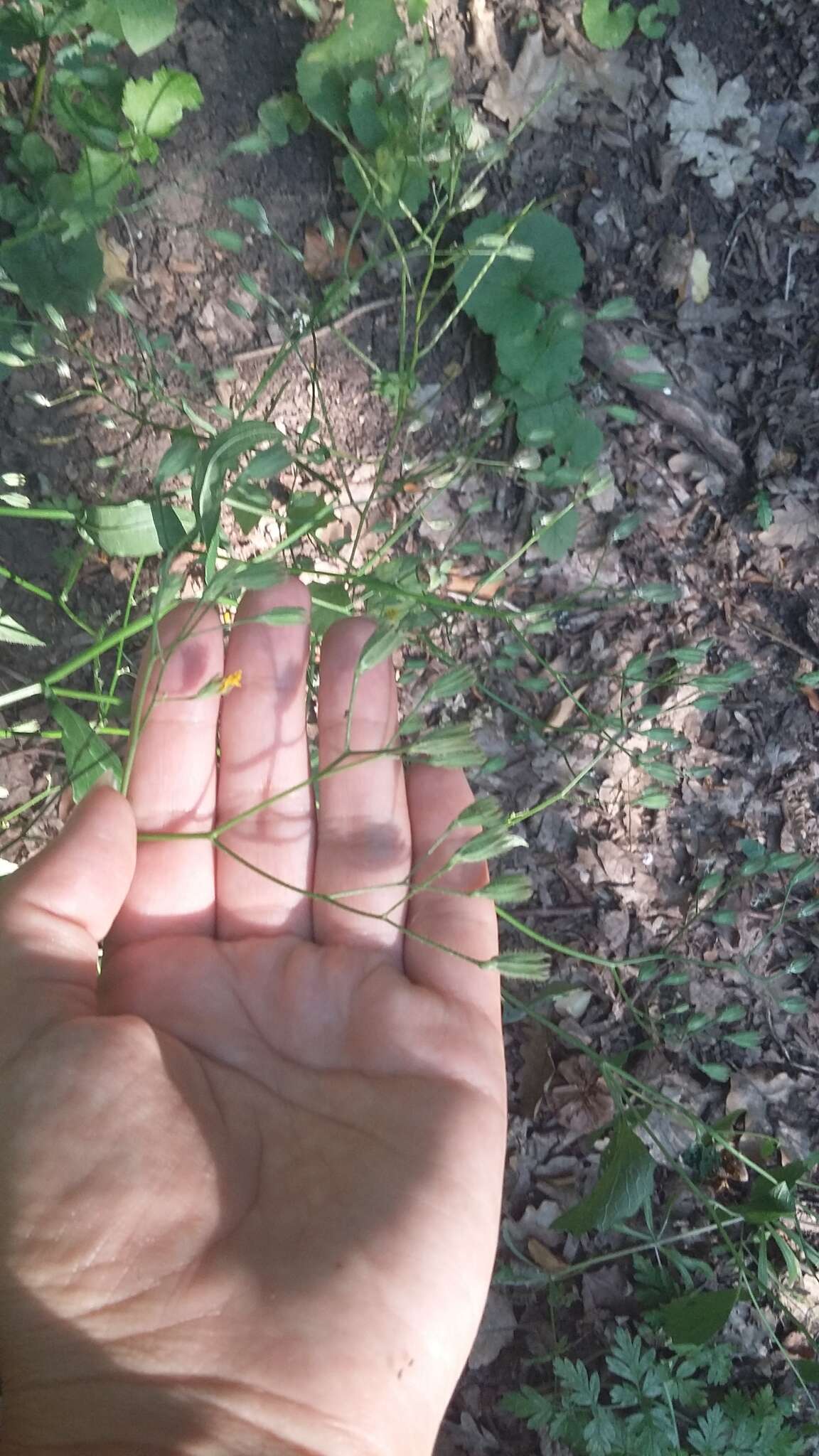 Image of Lapsana communis subsp. intermedia (M. Bieb.) Hayek