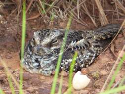 Image of White-tailed Nightjar