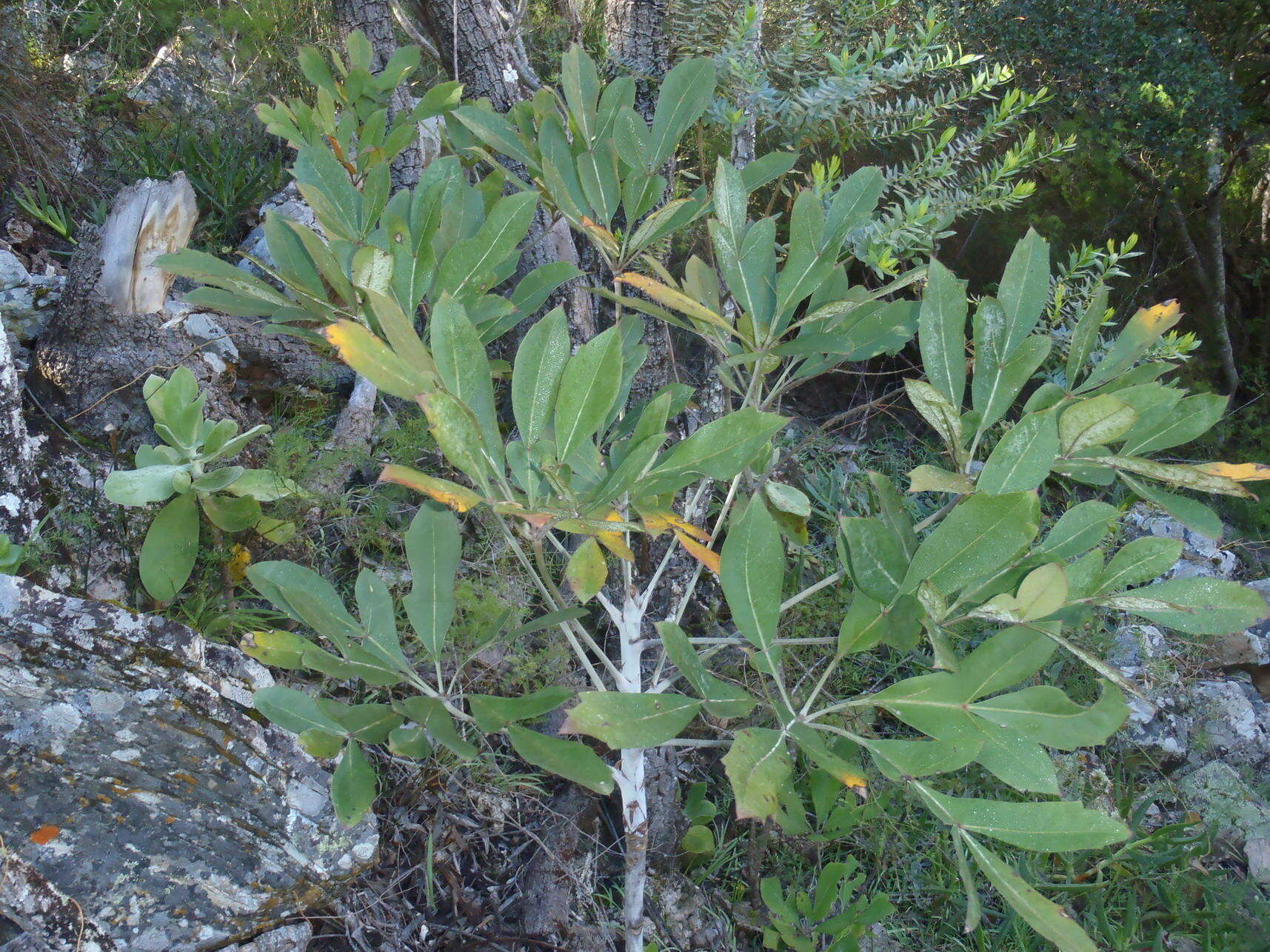 Image of Common Cabbage Tree