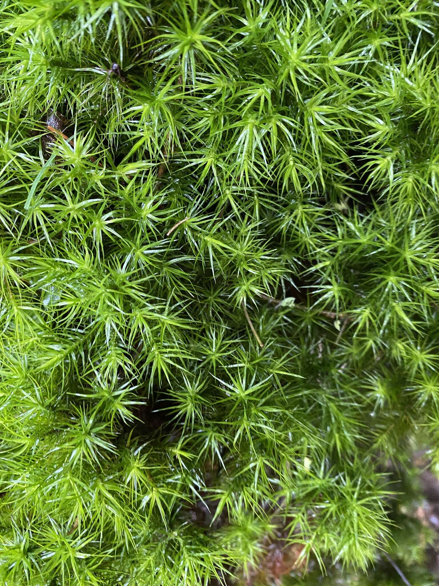 Image of Dendroligotrichum dendroides Brotherus 1905