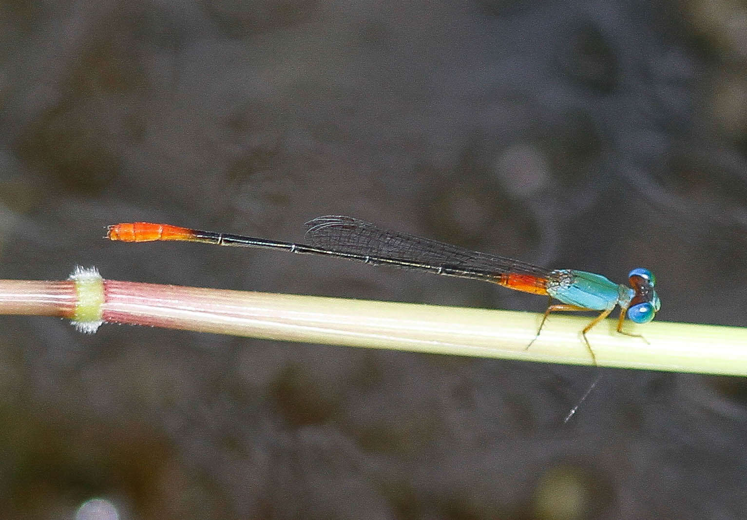 Image of bi-coloured damsel